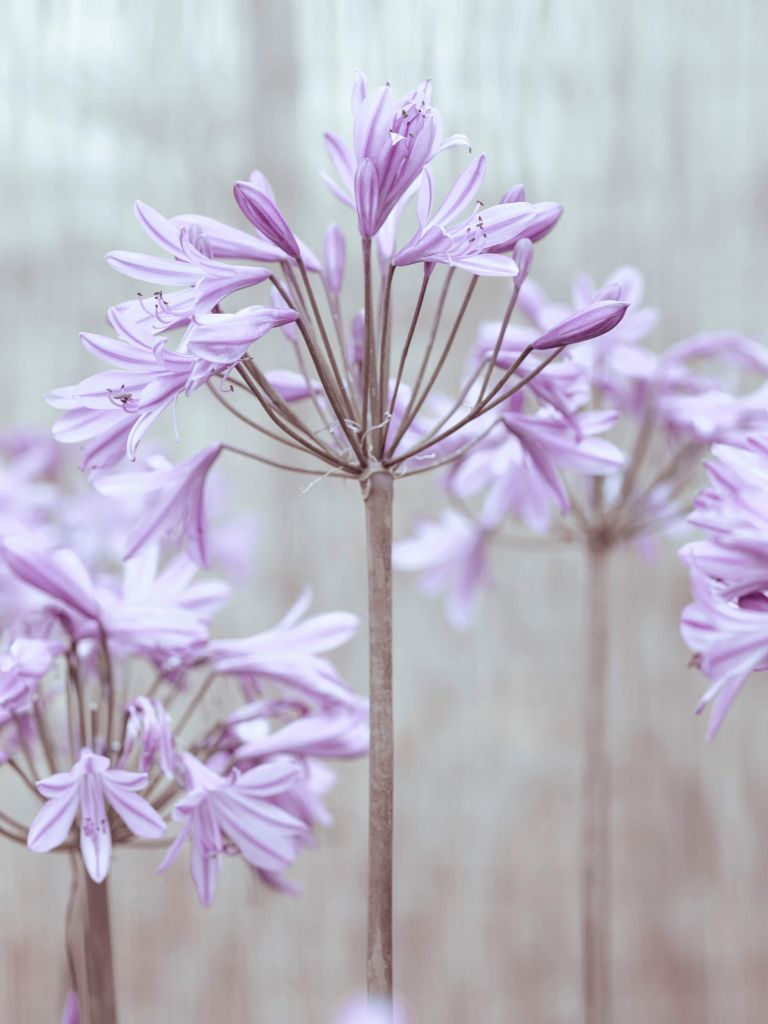 African Lilies