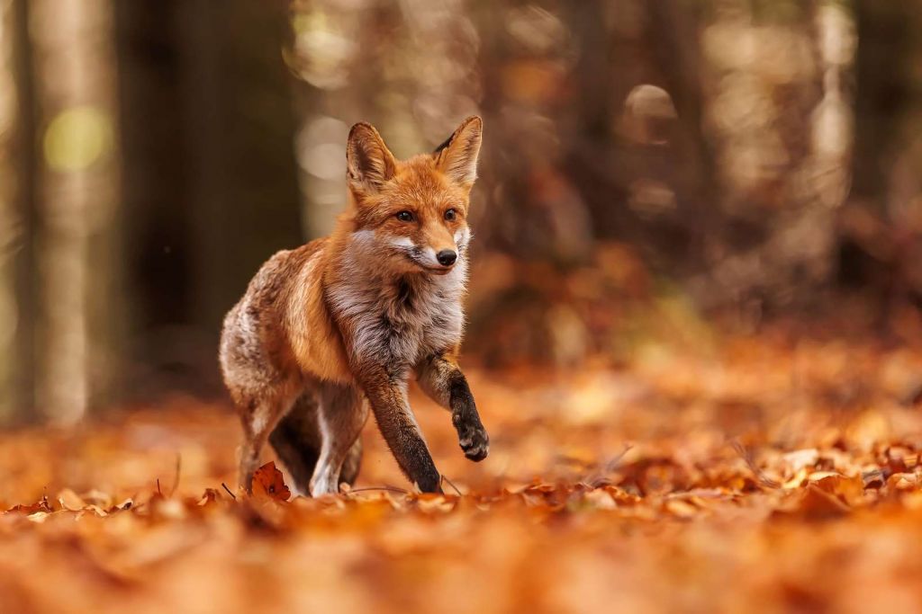 Autumn flight Foxes strokes
