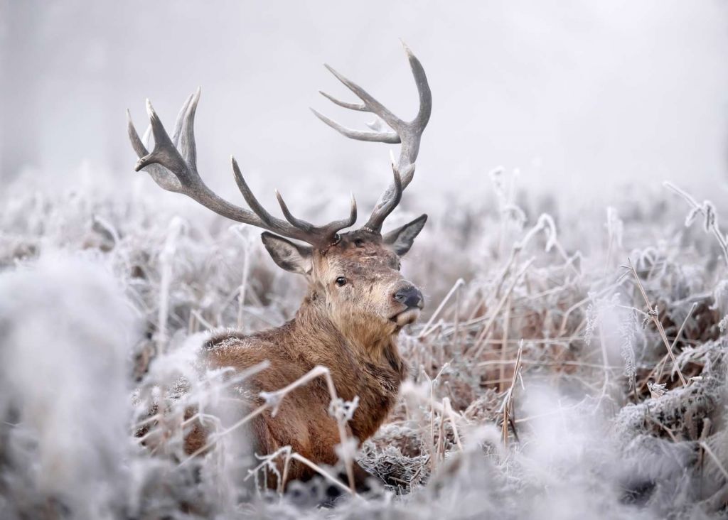 Red Deer's Winter Dream