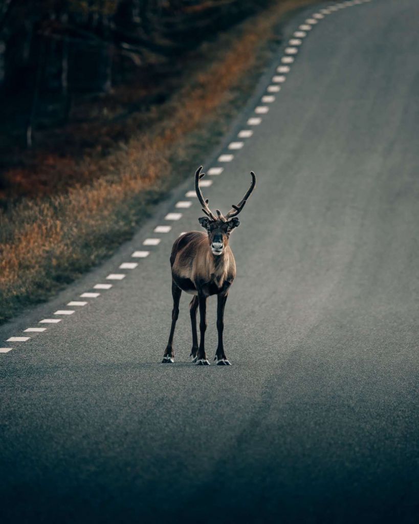 Reindeer on the road