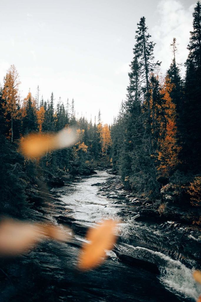 Enchanted autumn forest