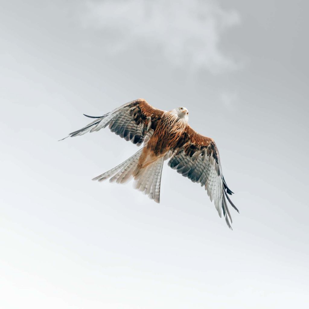 Red kite in the sky