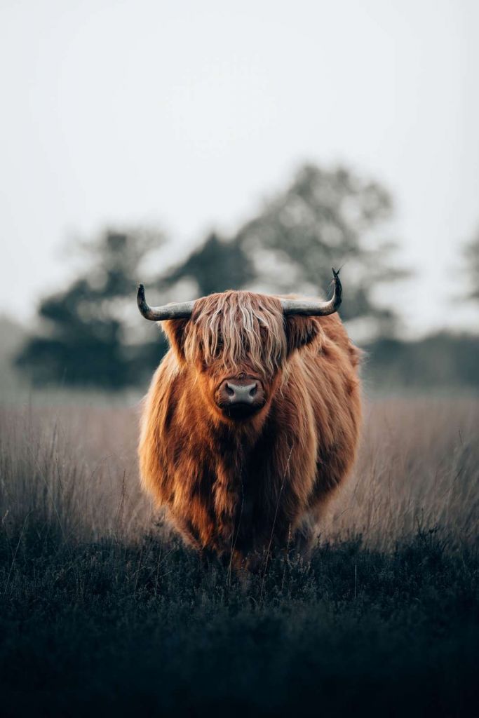 Portrait of highland cattle