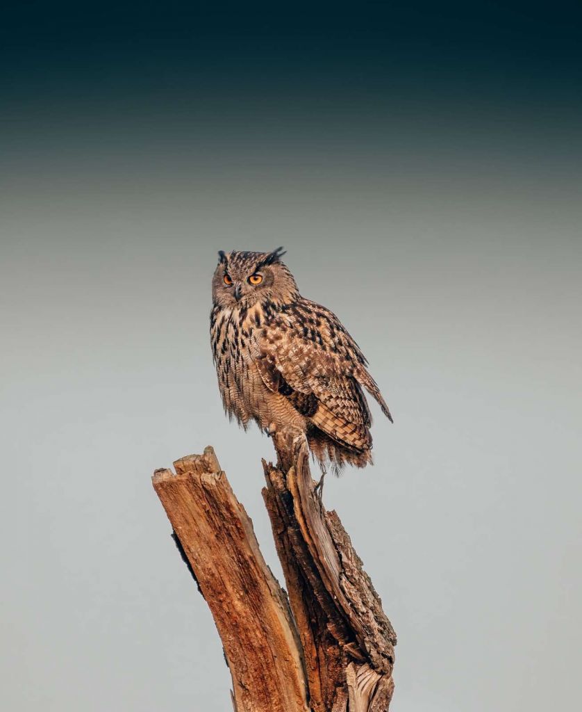 Eagle owl