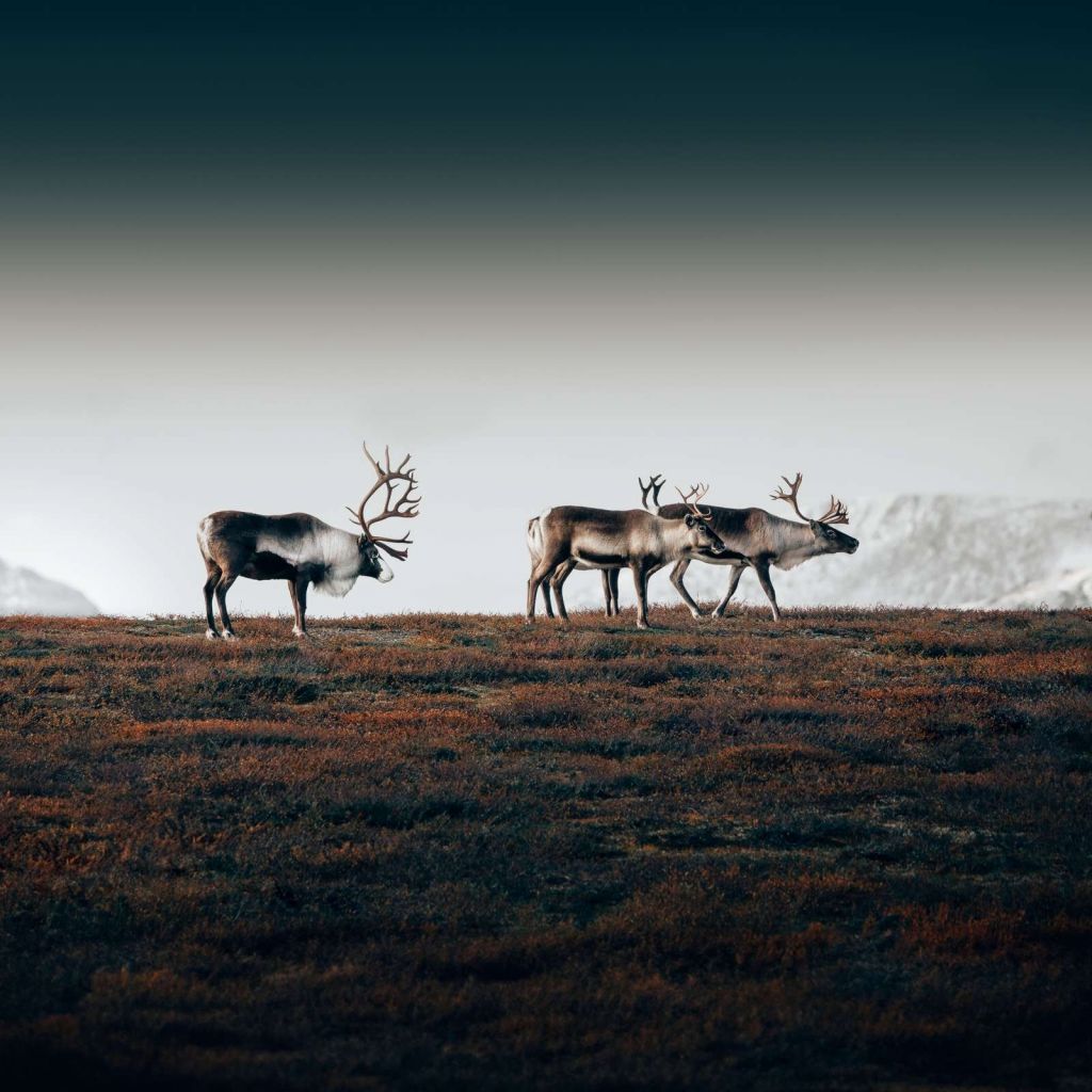 Group of reindeer in northern Europe