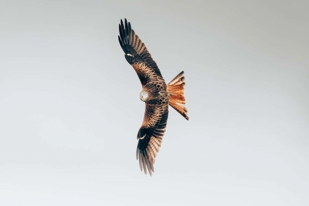 Red kite with wings spread