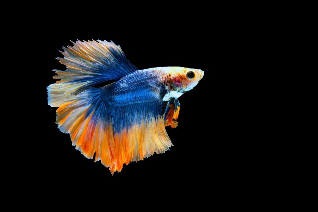 Betta Splendor Fieryness