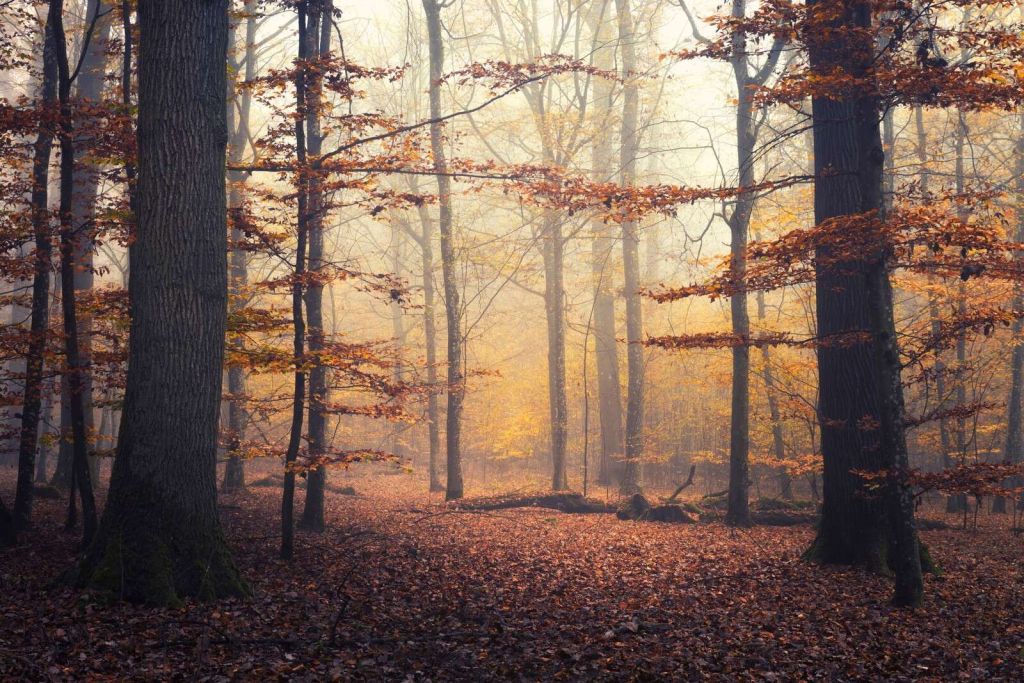 Autumn Forest in Golden Mist