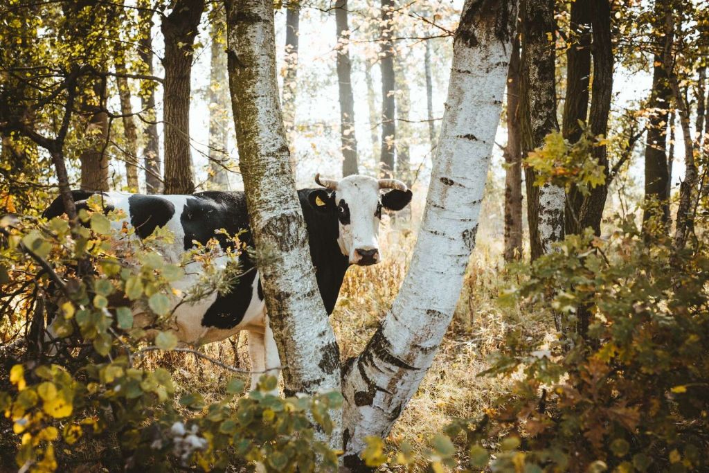 Curious Cow in the Woods