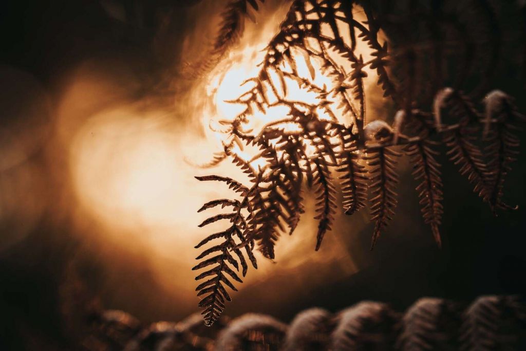 Golden Glow through Ferns