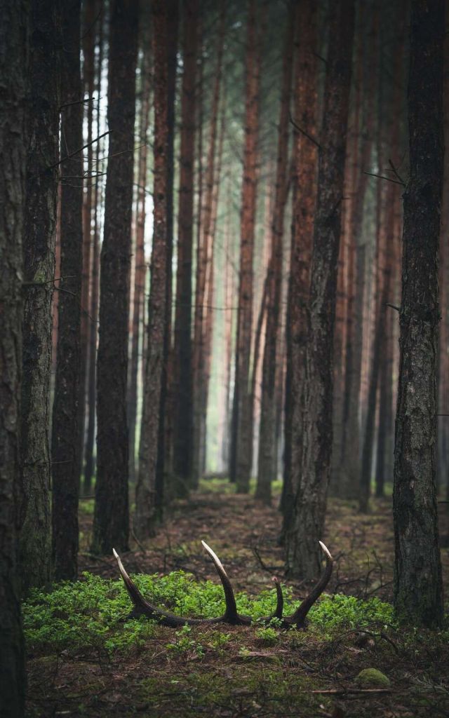 Wild and Mystery among the Trees