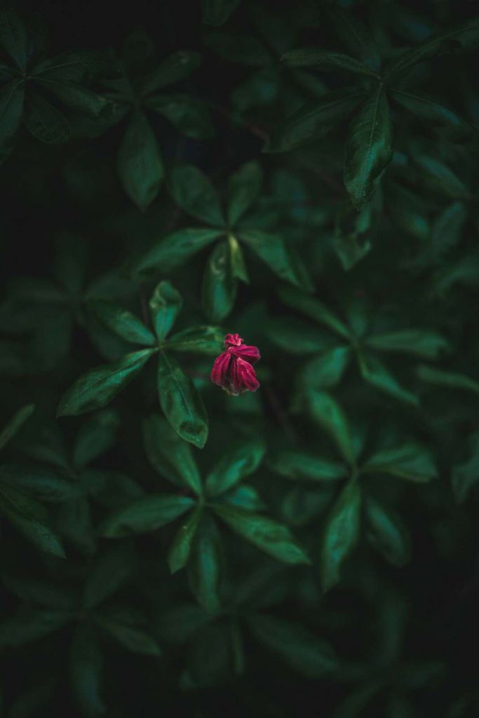 Hidden Flower among Leaves