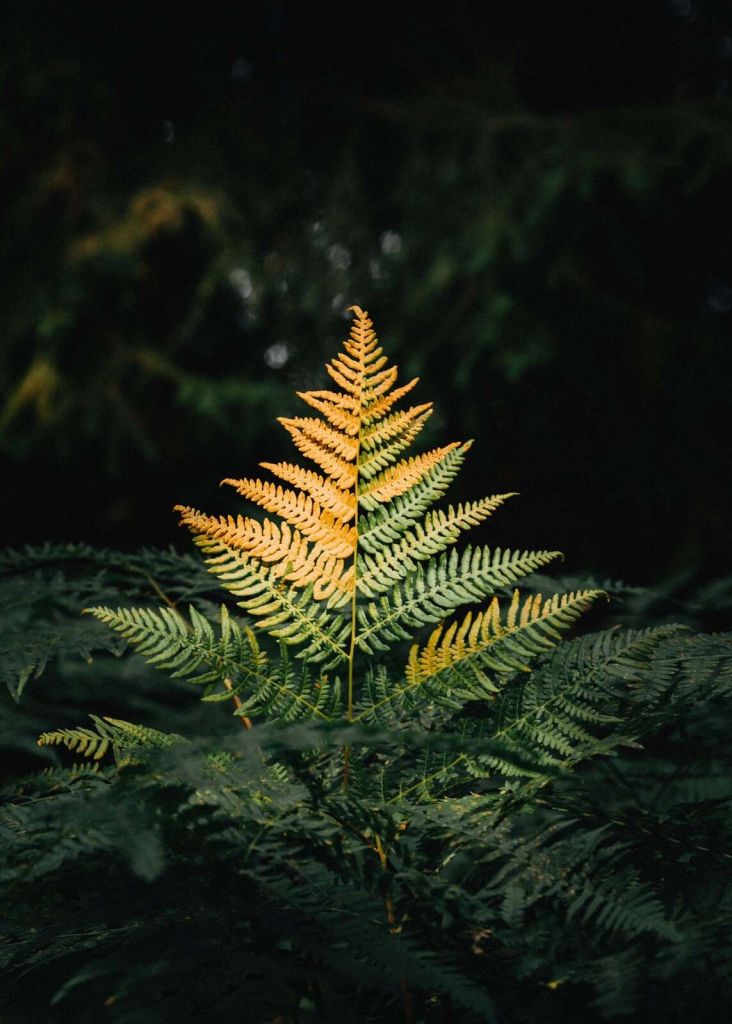Golden Fern in Shadow