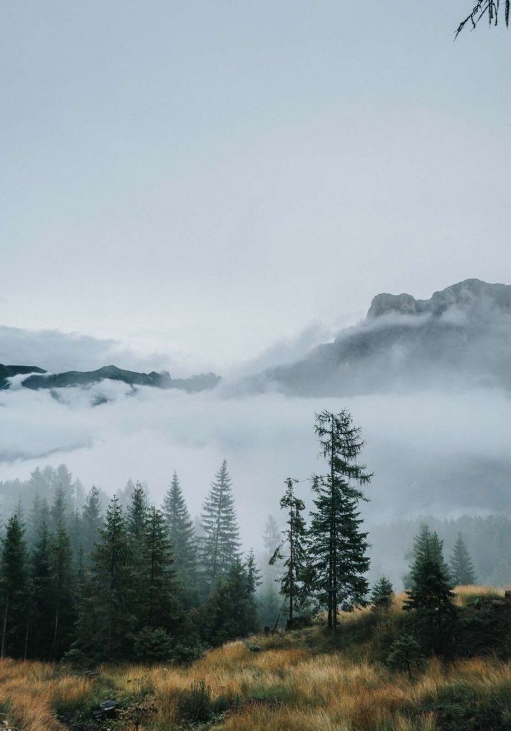Morning mist over the forest
