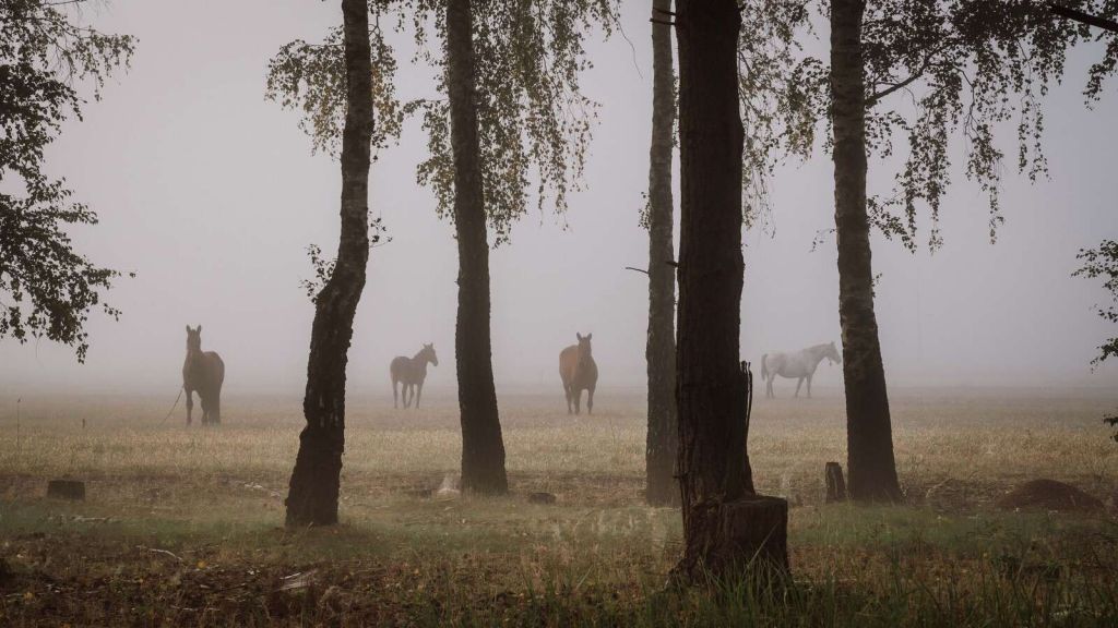 Horses in the Morning Mist