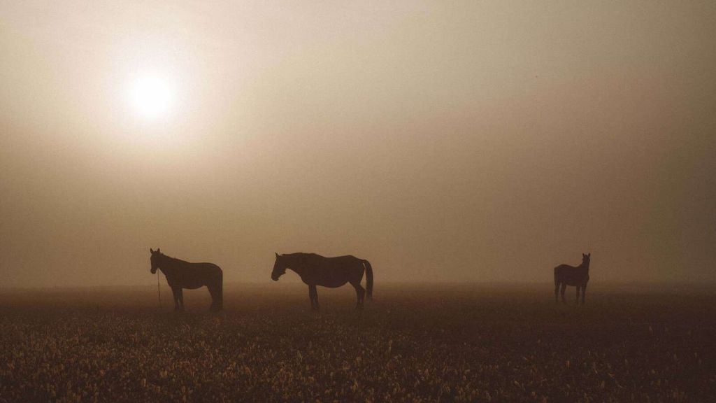 Horses in the Misty Meadow