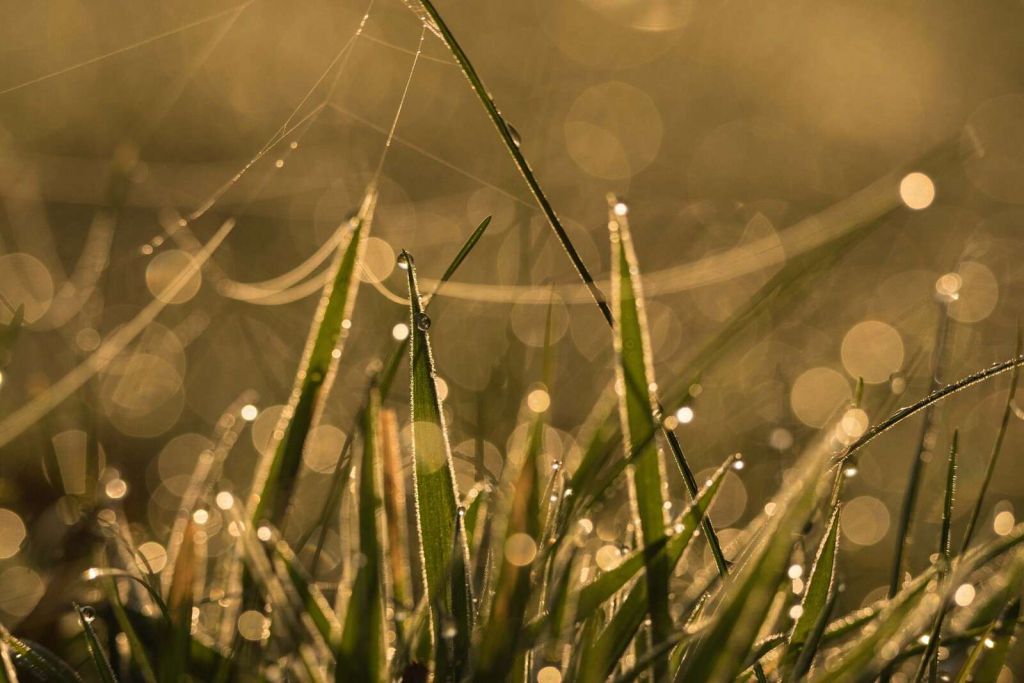 Shining Morning Grass