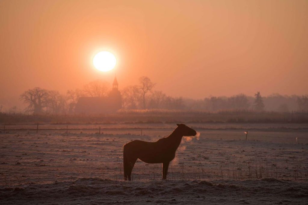 Horse in the Morning Glow