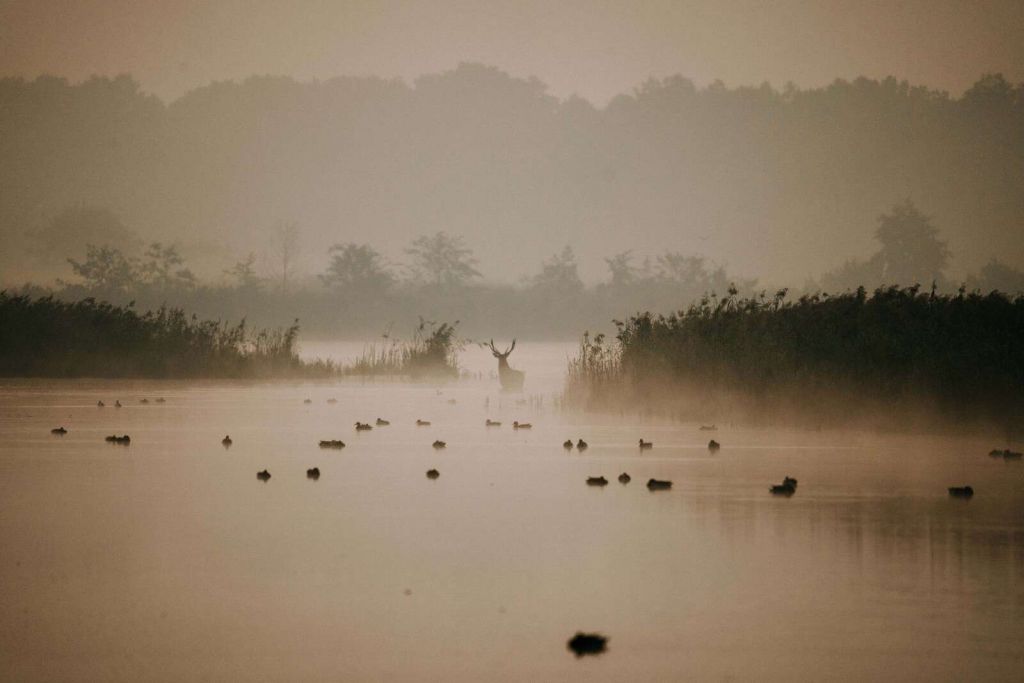 Deer in Misty Water Landscape