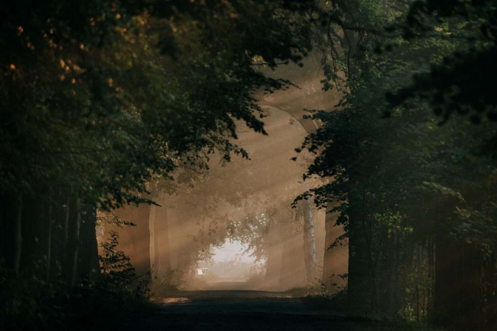Golden Lightfall in the Forest