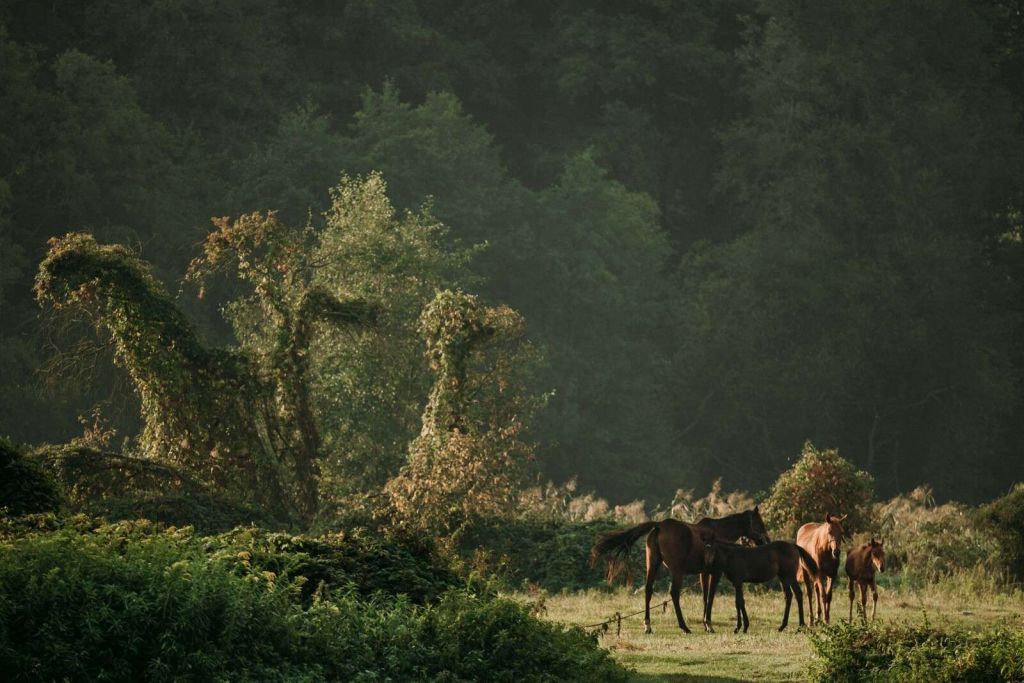 Horses in the Enchanted Forest