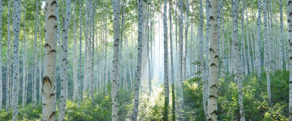 Birch forest in morning light