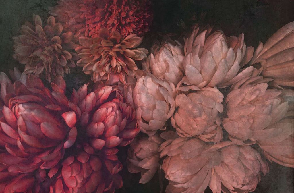 Chrysanthemums in deep rose-red tones