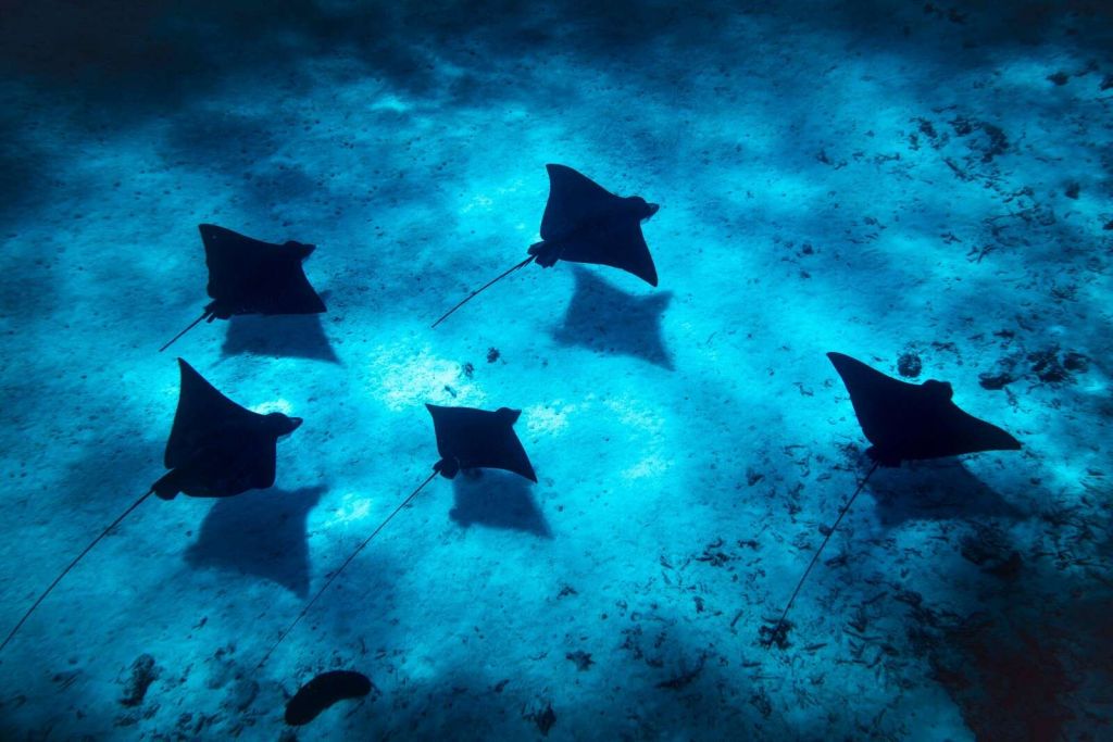 Manta rays floating through deep blue reef