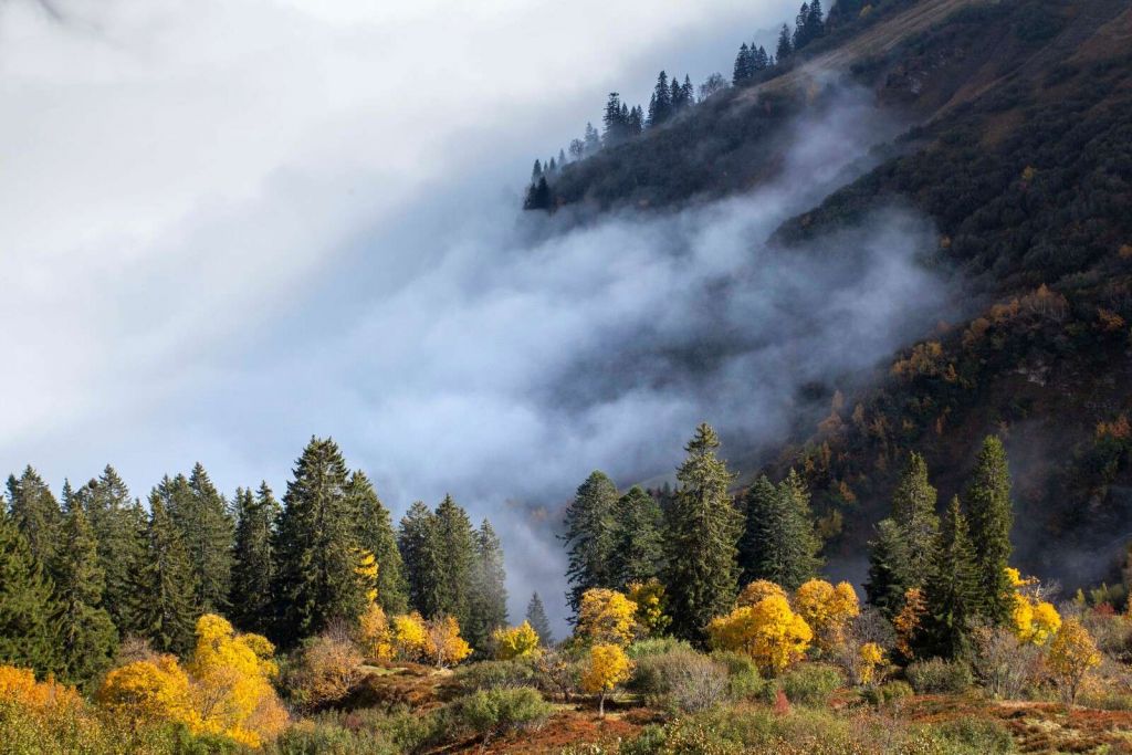 Autumn morning in misty mountain forest