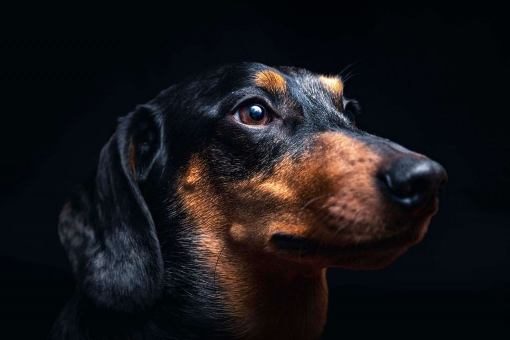 Portrait of proud dachshund