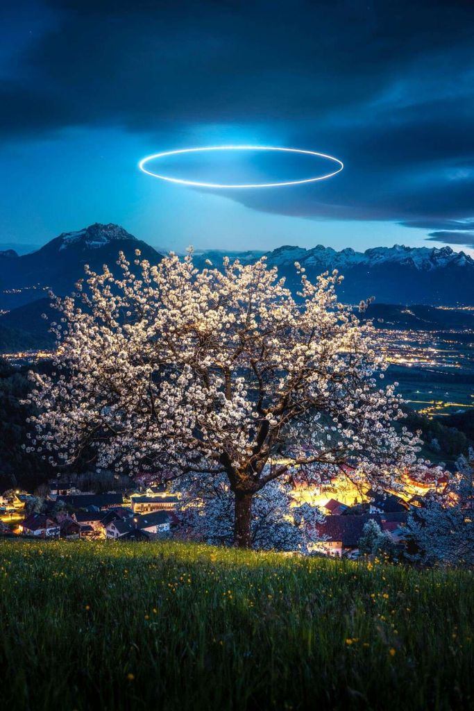 Blossom tree in nocturnal light