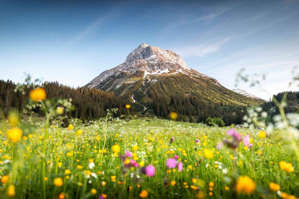 Mountain top above flower meadow