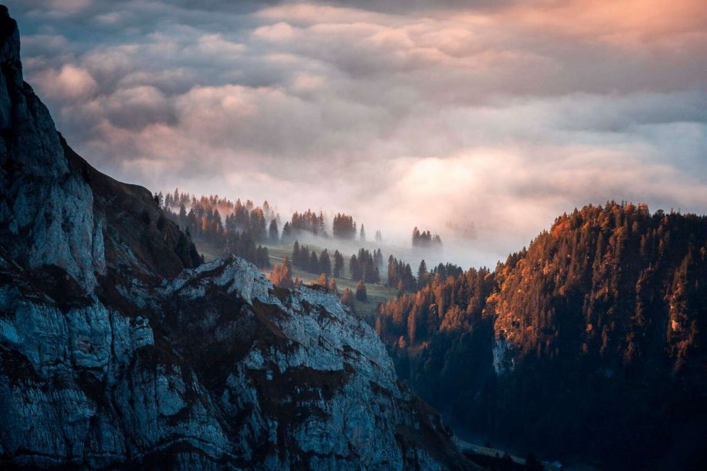 Edge of the forest in morning mist