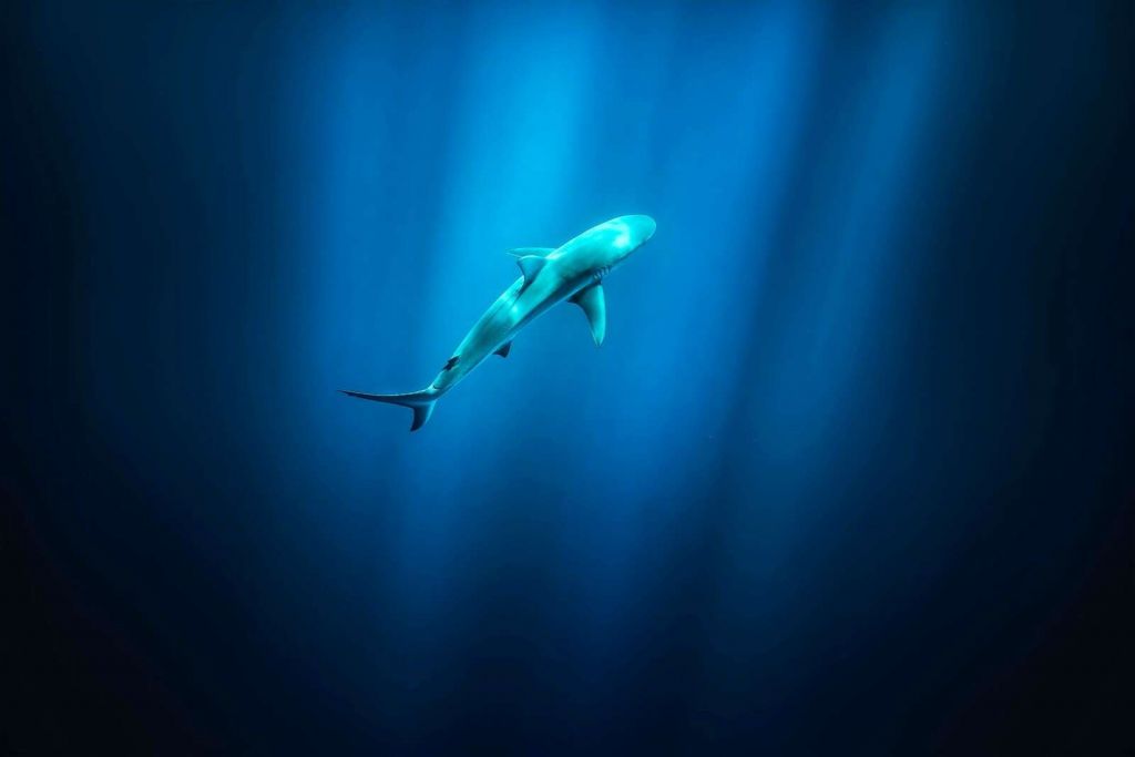 Shark in deep blue ocean light