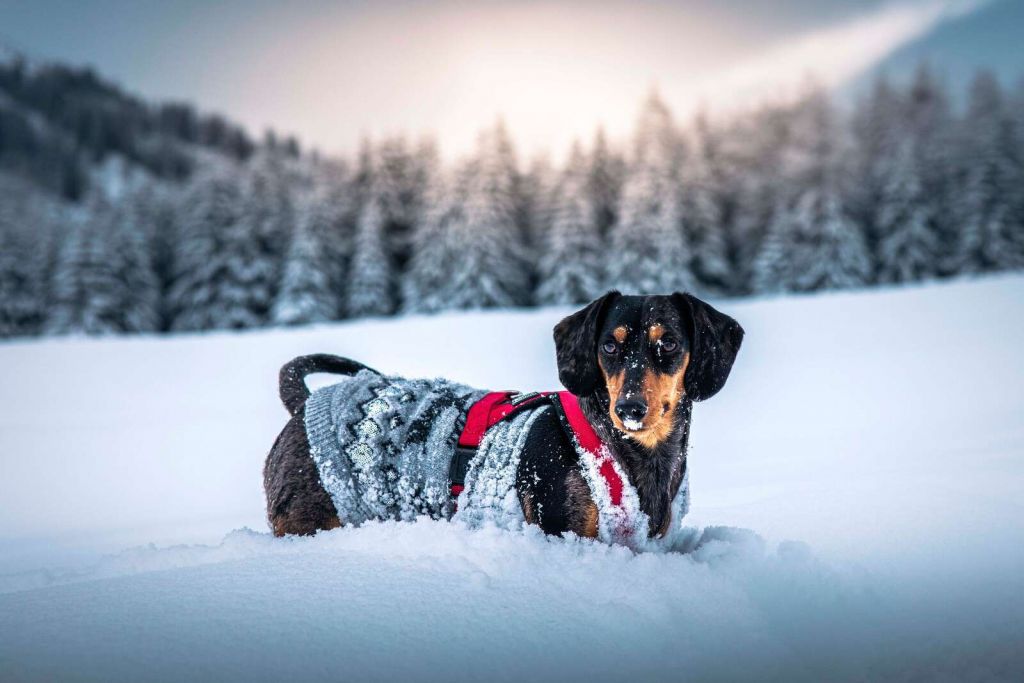 Dachshund in snowy winter forest