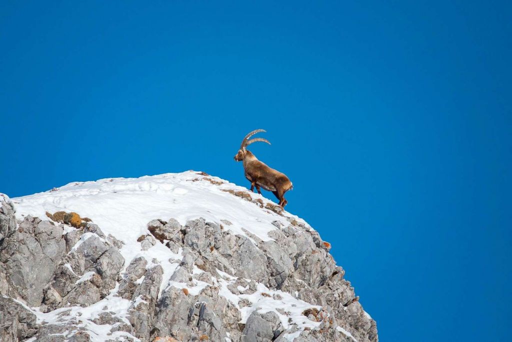 Steenbok on snowy rock peak