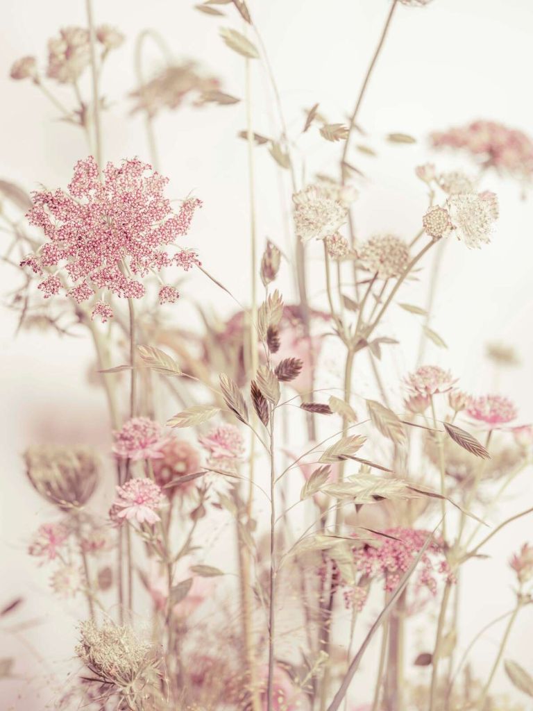 Meadow Flowers