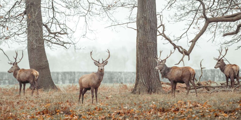 Stags in forest