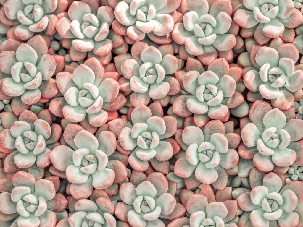 Succulents plant, full frame