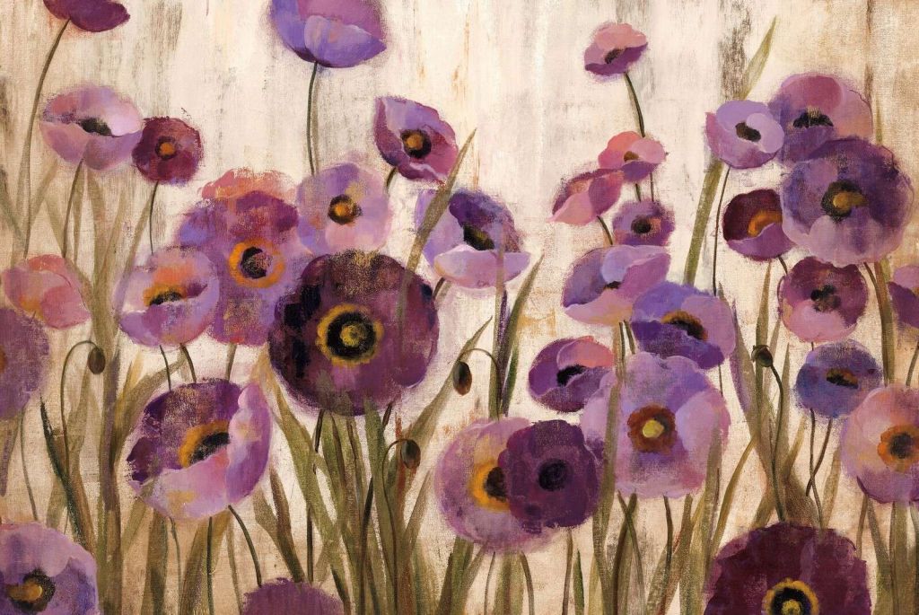 Purple Poppies In Full Bloom