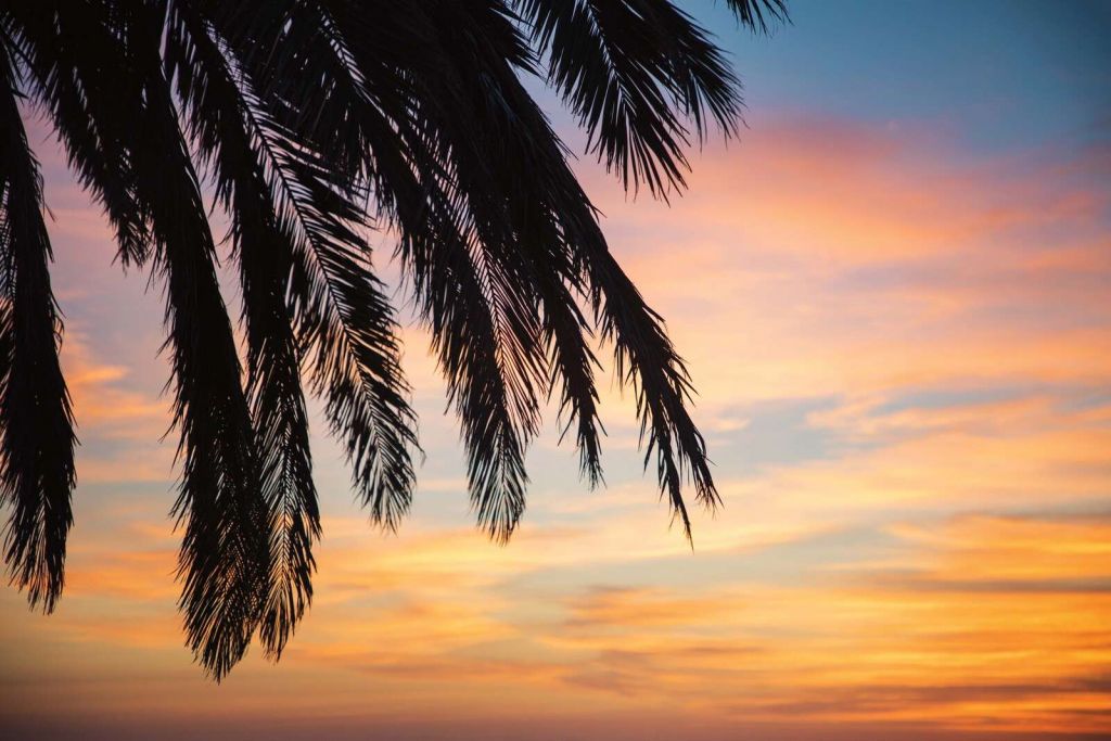 Palm branches at sunset sky