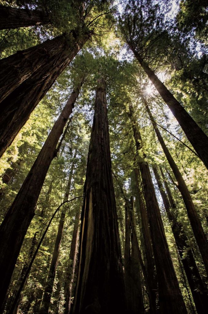 Giant Trees in Sunlight Forest