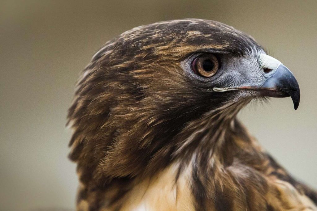 Eagle in Warm Feathers