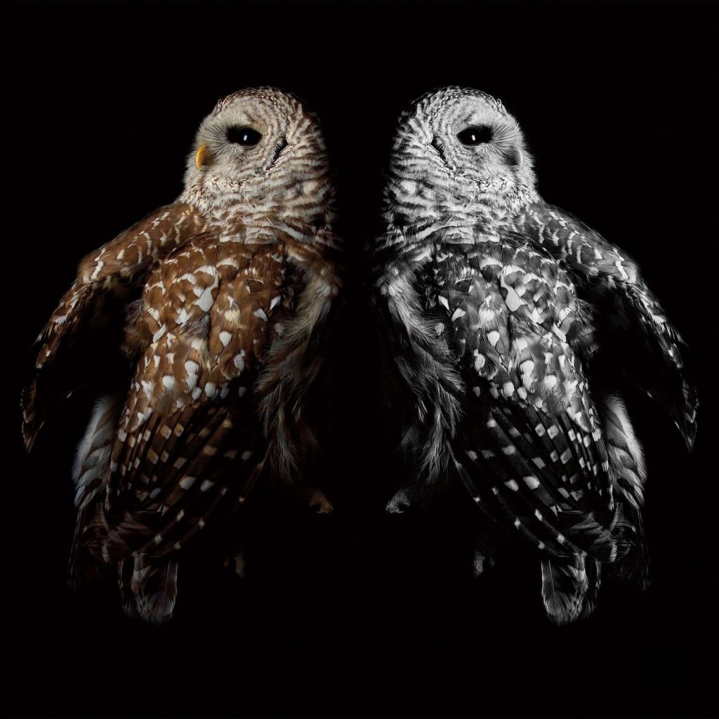 Twin Owls In Backlight