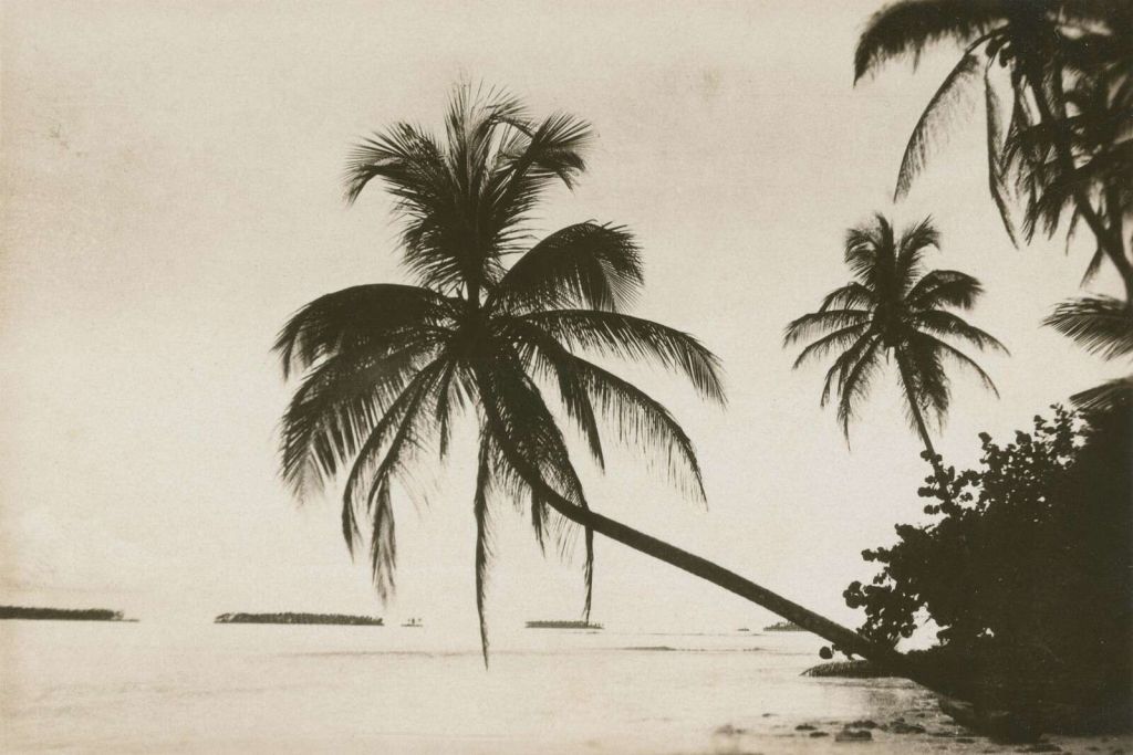 Tropical Palms in Sepia View
