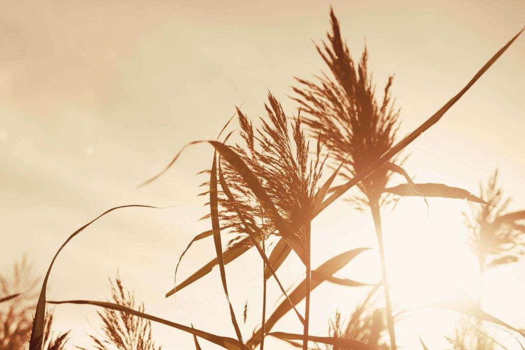 Reed plumes in golden sunlight