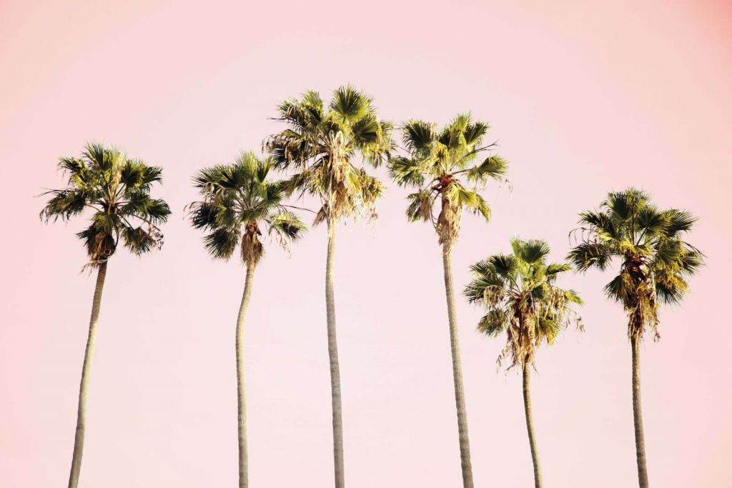 Palm Trees Under Pink Sky