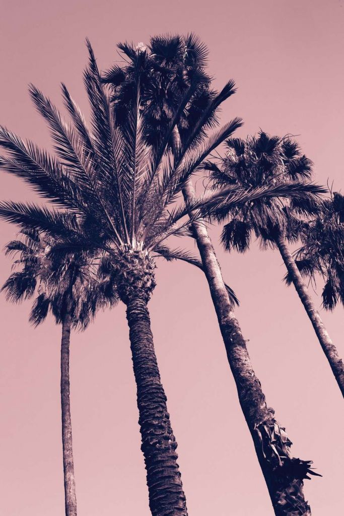 Palm trees in pink evening glow