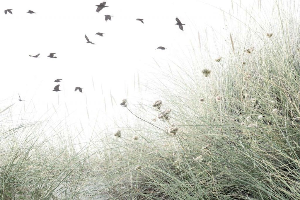 Birds above waving dune grass