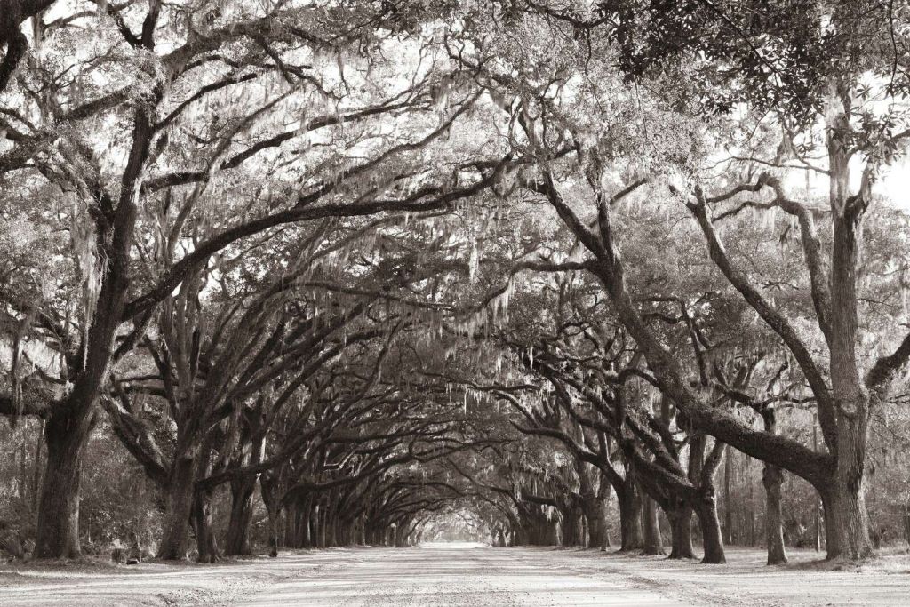Old oak lane in shadow light